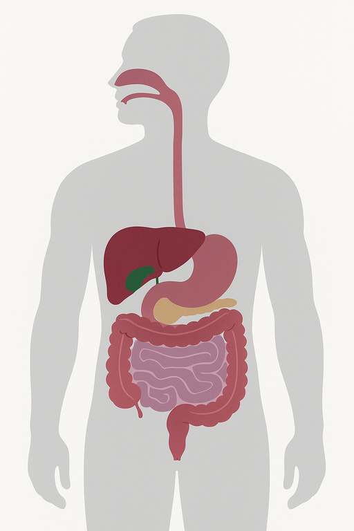 Digestive System Diagram